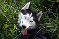 Huskies Erleben